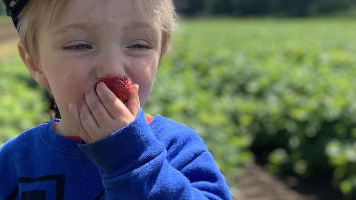 Strawberry Upick Open