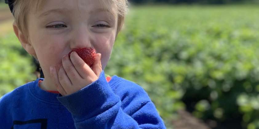 Strawberry Upick Open