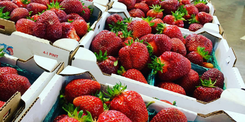 Fresh We-Pick Strawberries