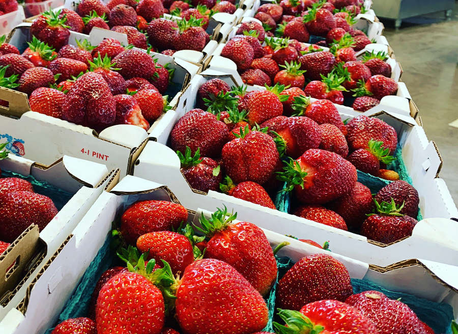 Fresh We-Pick Strawberries