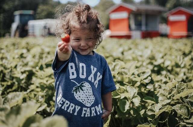 Strawberry Upick -Don’t Delay