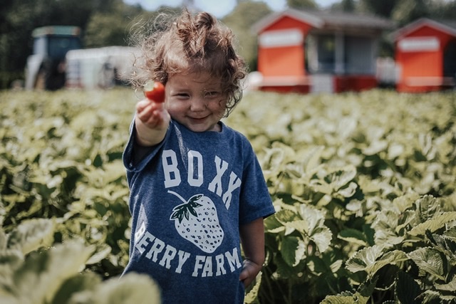 Strawberry Upick -Don’t Delay