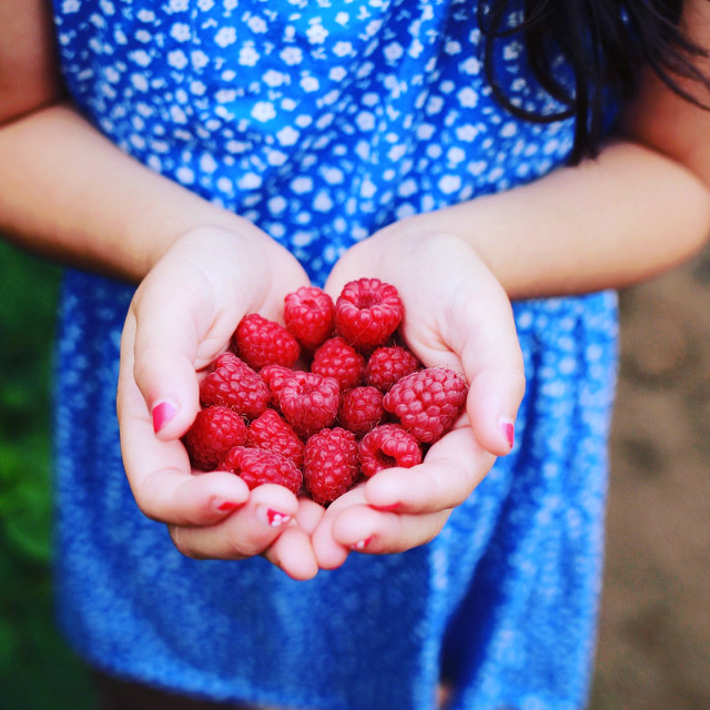 Raspberry Upick Opens Saturday June 27th