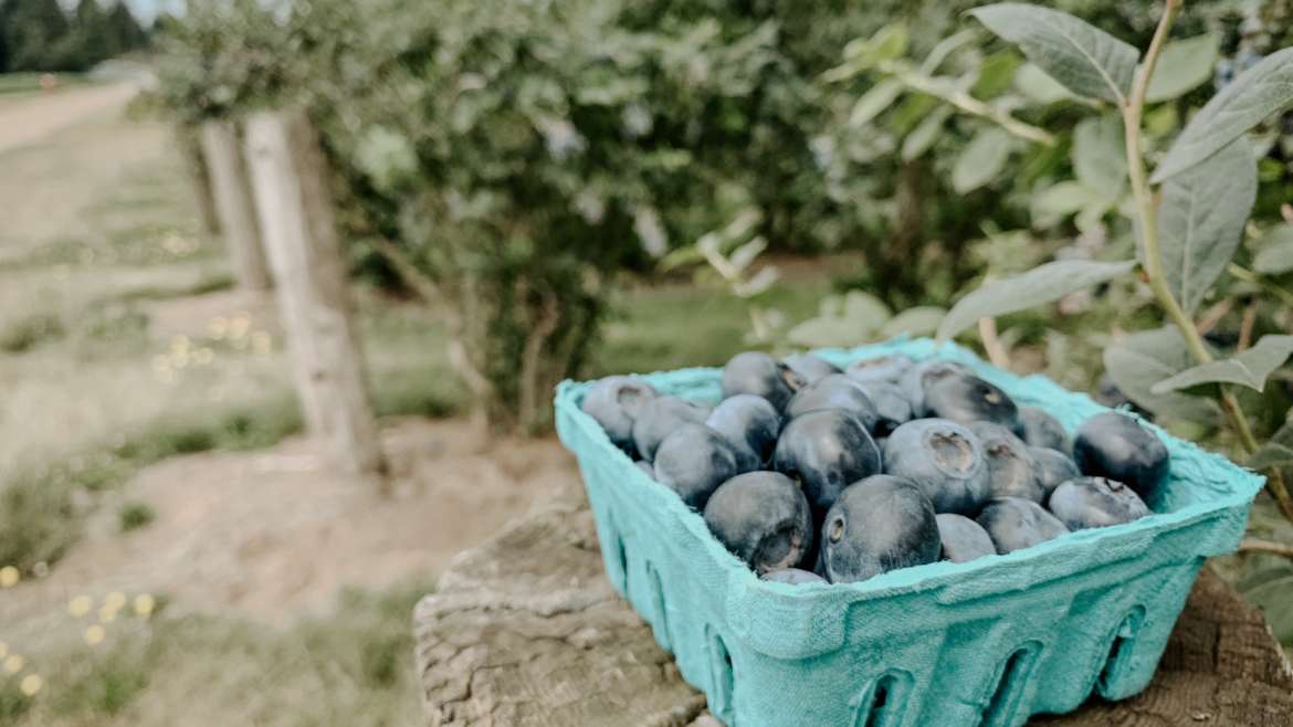 Blueberry Upick