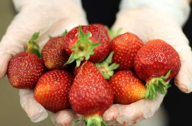 Puget Crimson Strawberries