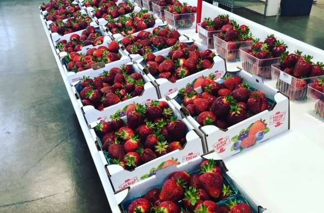 Strawberries Sold Out