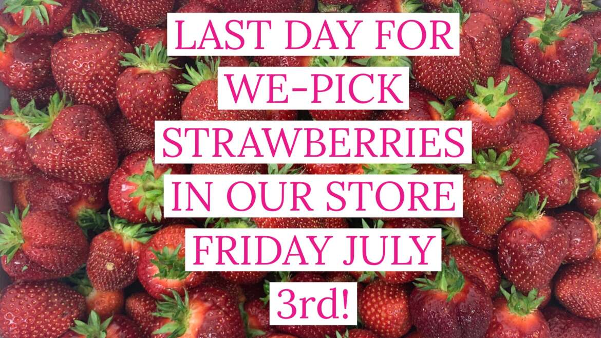 Last Day Of We-Pick Strawberries