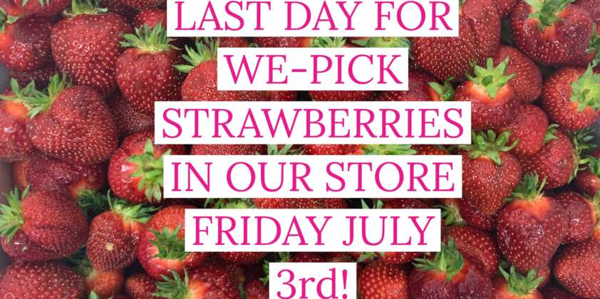 Last Day Of We-Pick Strawberries