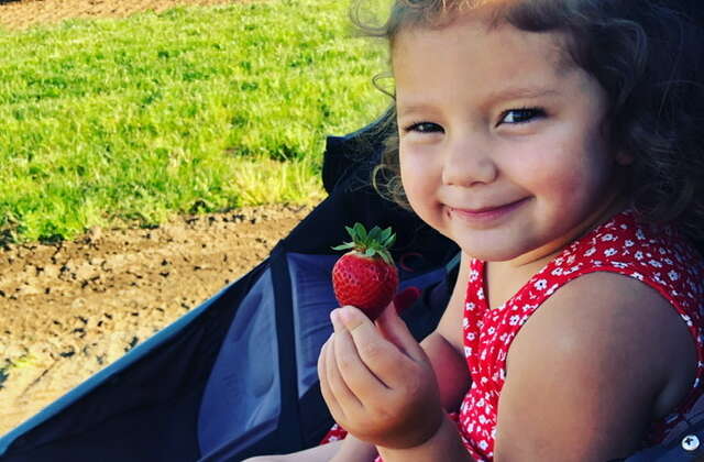 Upick Strawberries