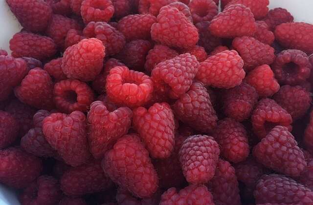 Raspberries!