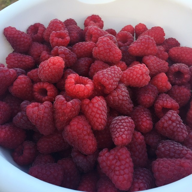 Raspberries!