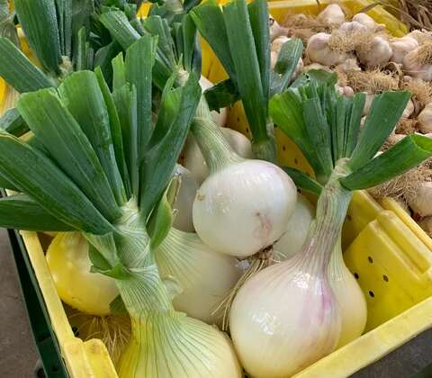 Onions Now in Our Store!
