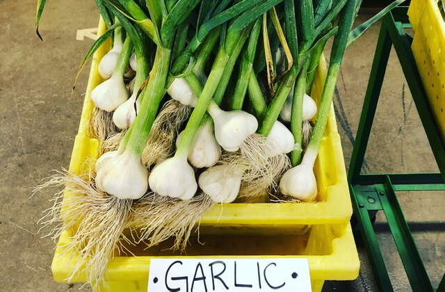 Fresh Boxx Garlic