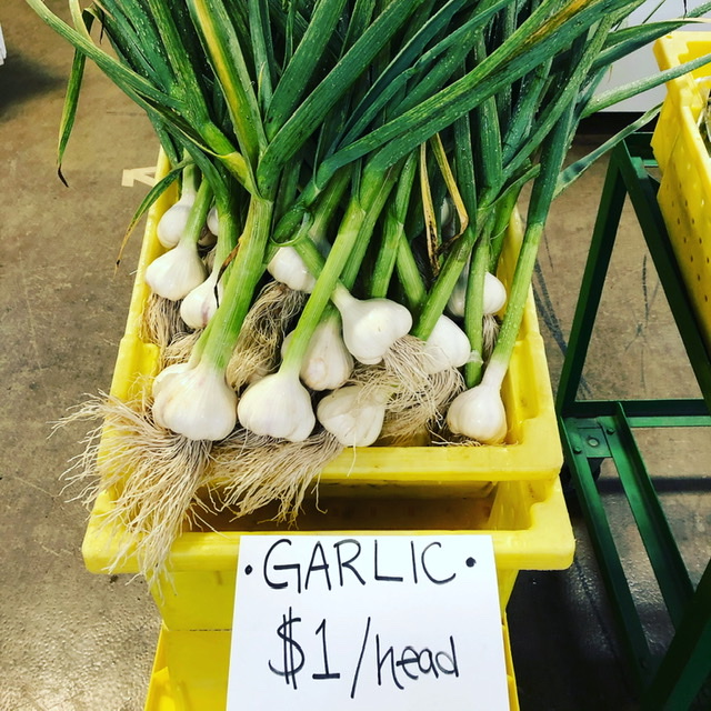 Fresh Boxx Garlic