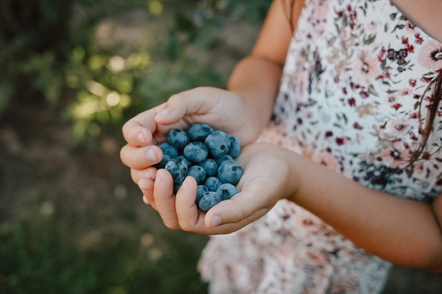 Blueberry and Flower Upick Open!