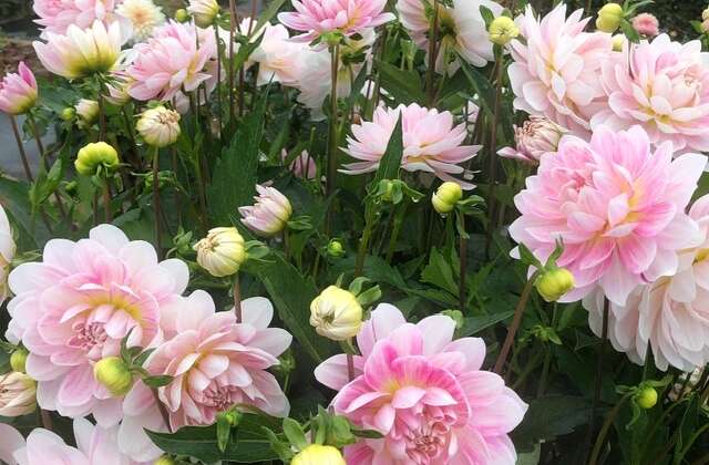 Dig Your Own Dahlias