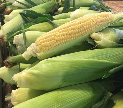 Fresh Boxx-Grown Non-GMO Corn