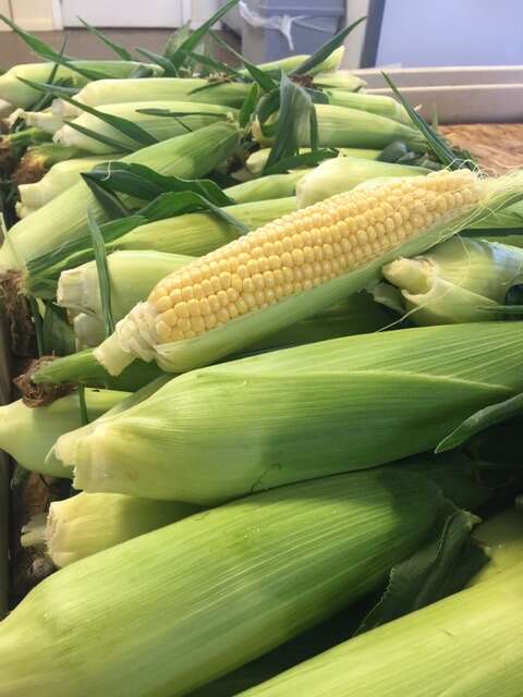 Fresh Boxx-Grown Non-GMO Corn