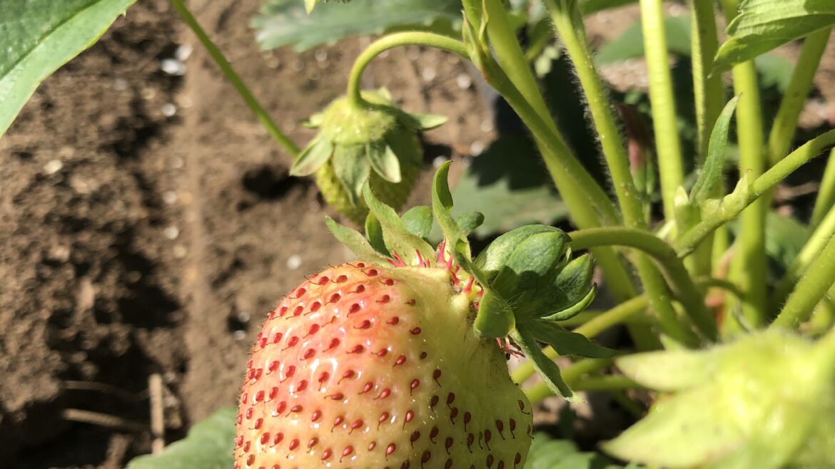 Strawberry Update 5/29