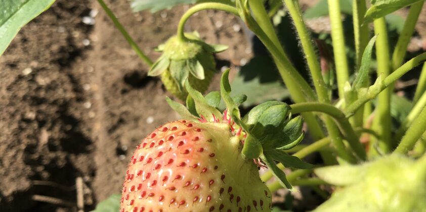 Strawberry Update 5/29