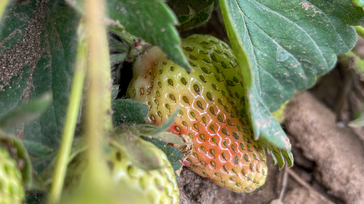 Strawberry Season