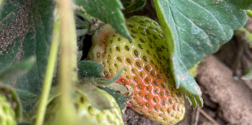 Strawberry Season