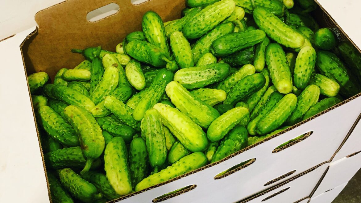 Boxx Cucumbers