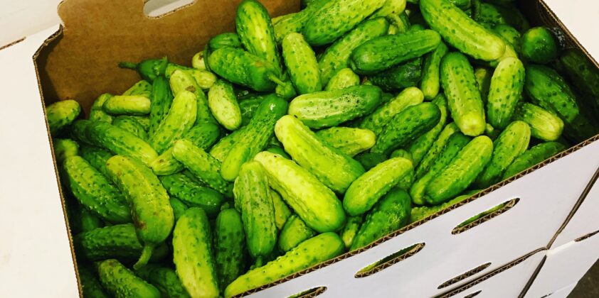 Boxx Cucumbers