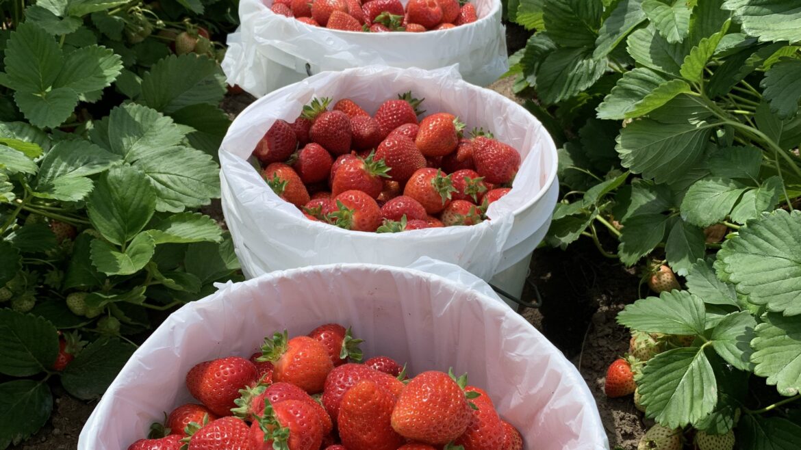 Upick Strawberries