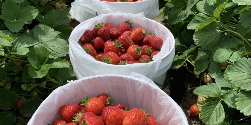 Upick Strawberries