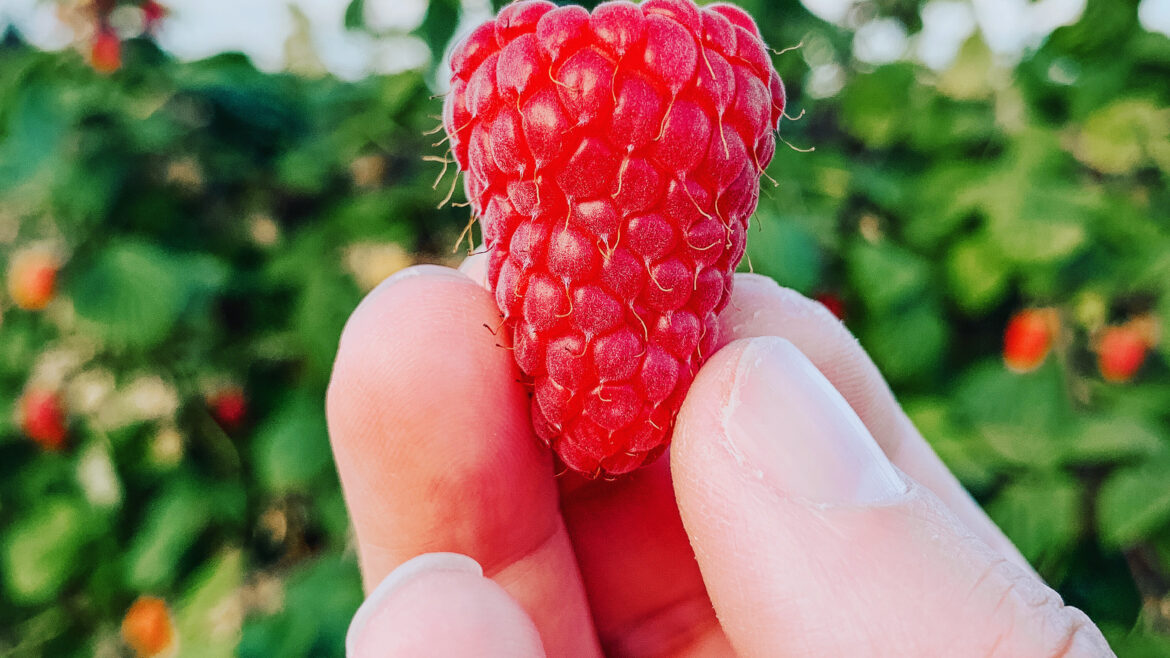 Raspberry Upick is Open!