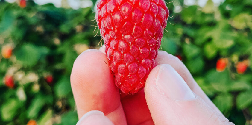 Raspberry Upick is Open!