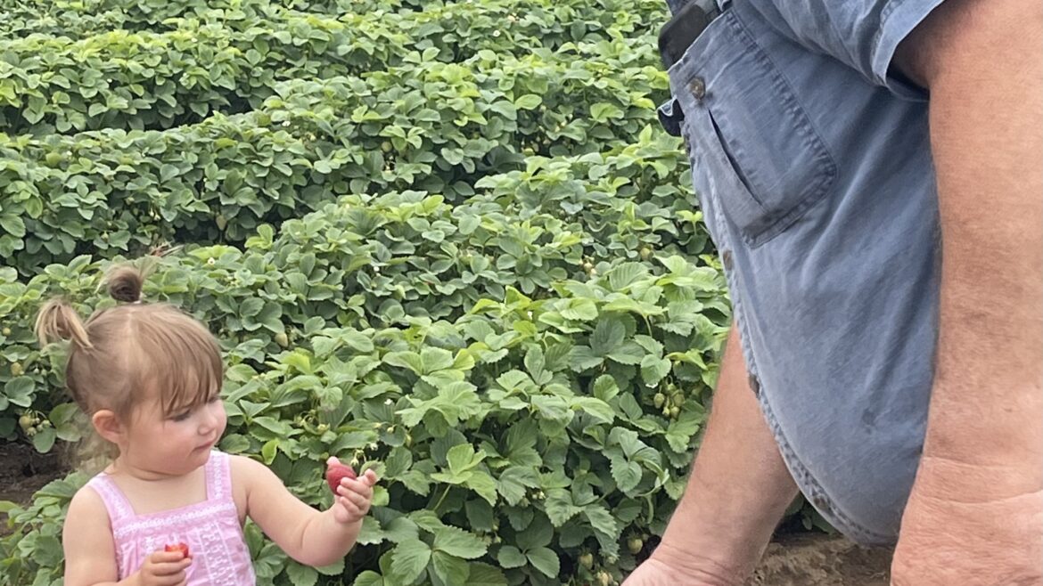 Strawberry Update 6/2
