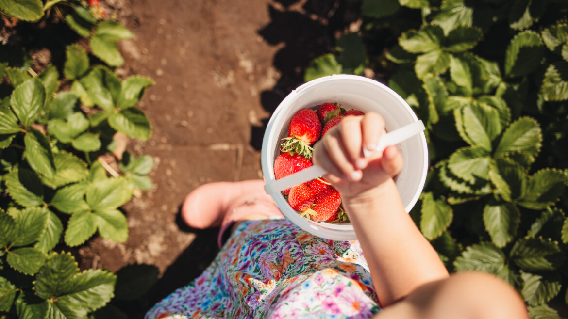 Upick Strawberries