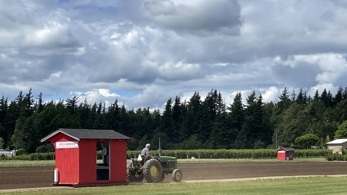 Strawberry Upick Opening Sunday June 6th