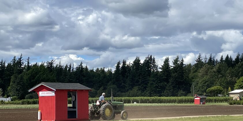 Strawberry Upick Opening Sunday June 6th