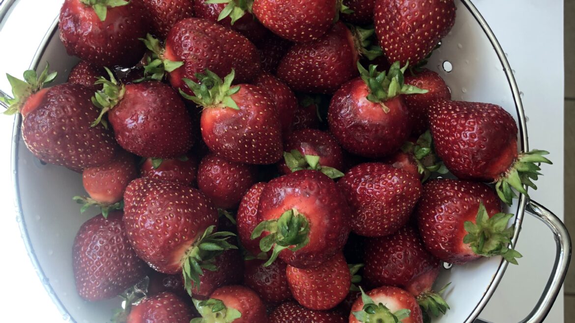 The best strawberries are now!