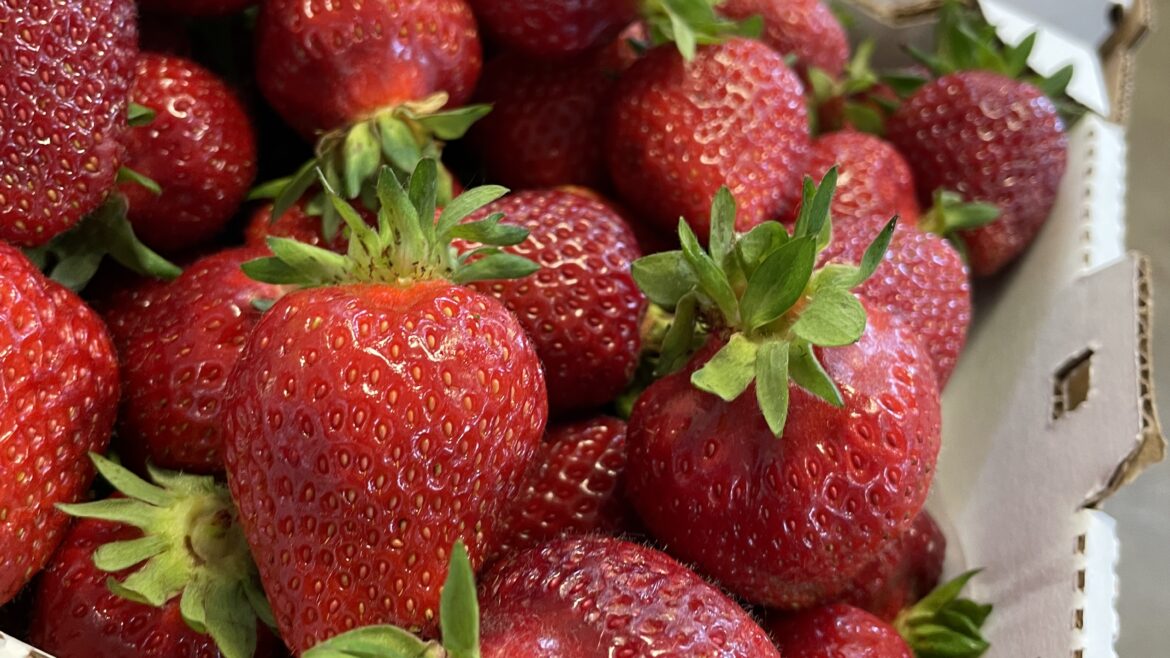 Puget Crimson Strawberries