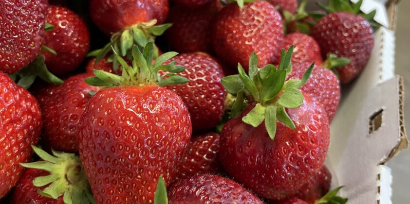 Fresh Boxx-Grown Strawberries