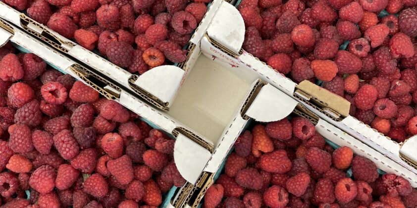 Raspberries Now Available