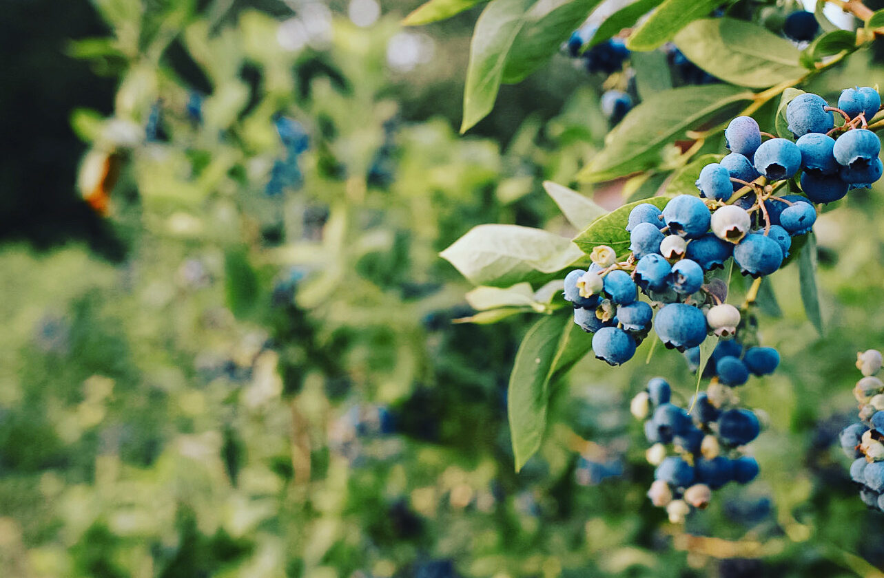 Blueberry Upick Opens 7/14