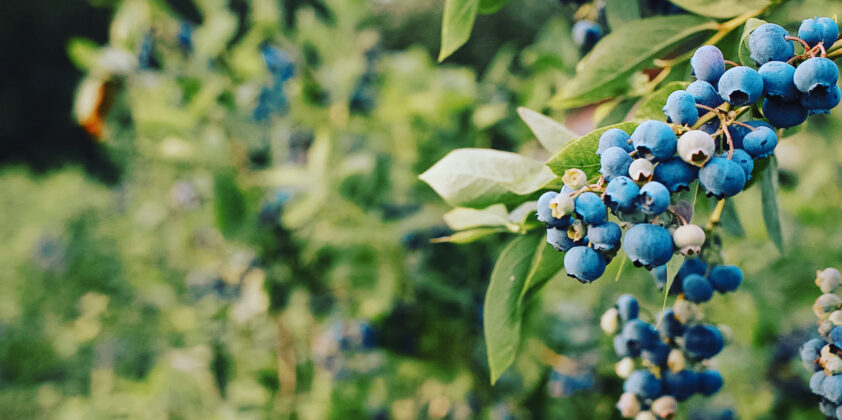 Blueberry Upick Opens 7/14