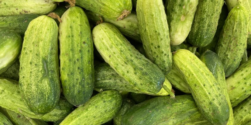 Cucumber Sign Up – 2022