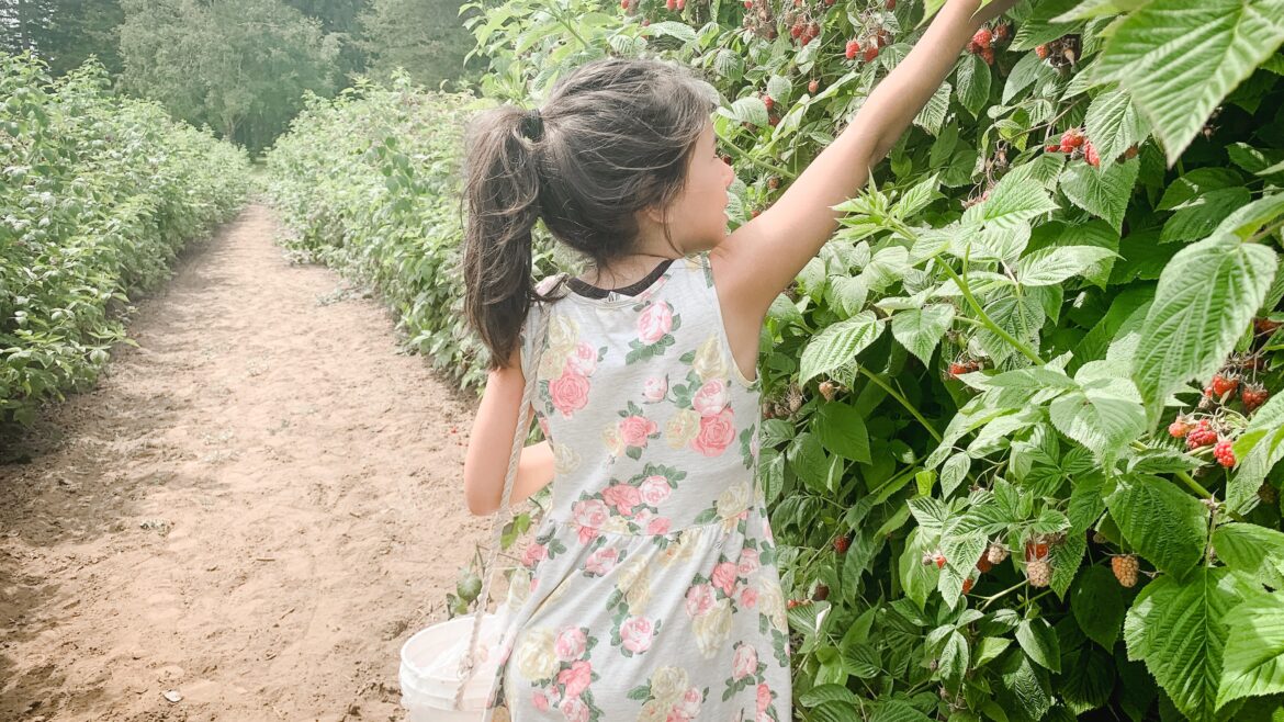 Upick Raspberries Open