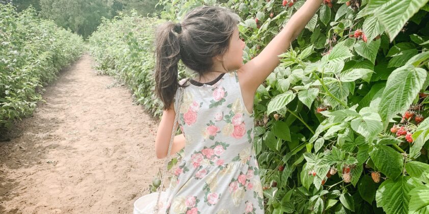 Upick Raspberries Open