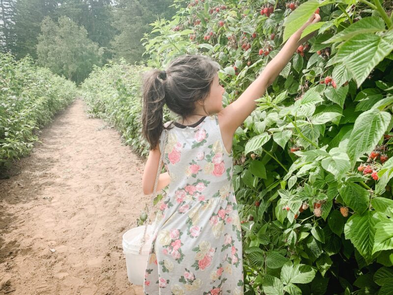 Upick Raspberries Open Boxx Berry Farm