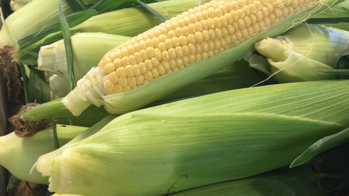 Corn is Here!