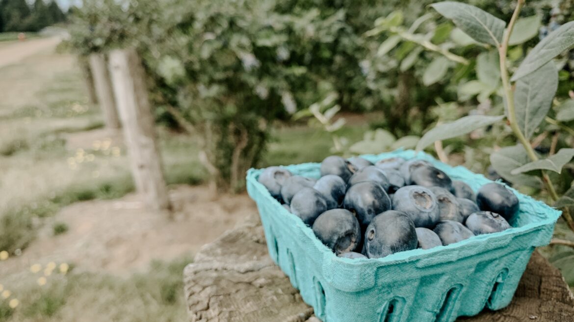 Blueberry season is done!