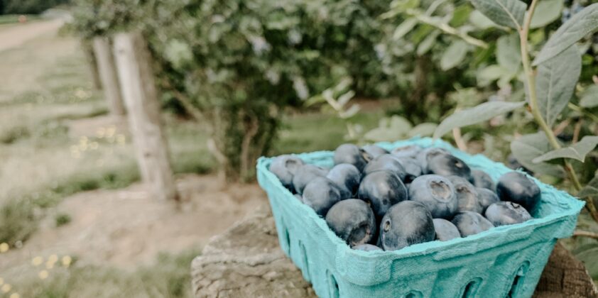 Blueberry season is done!