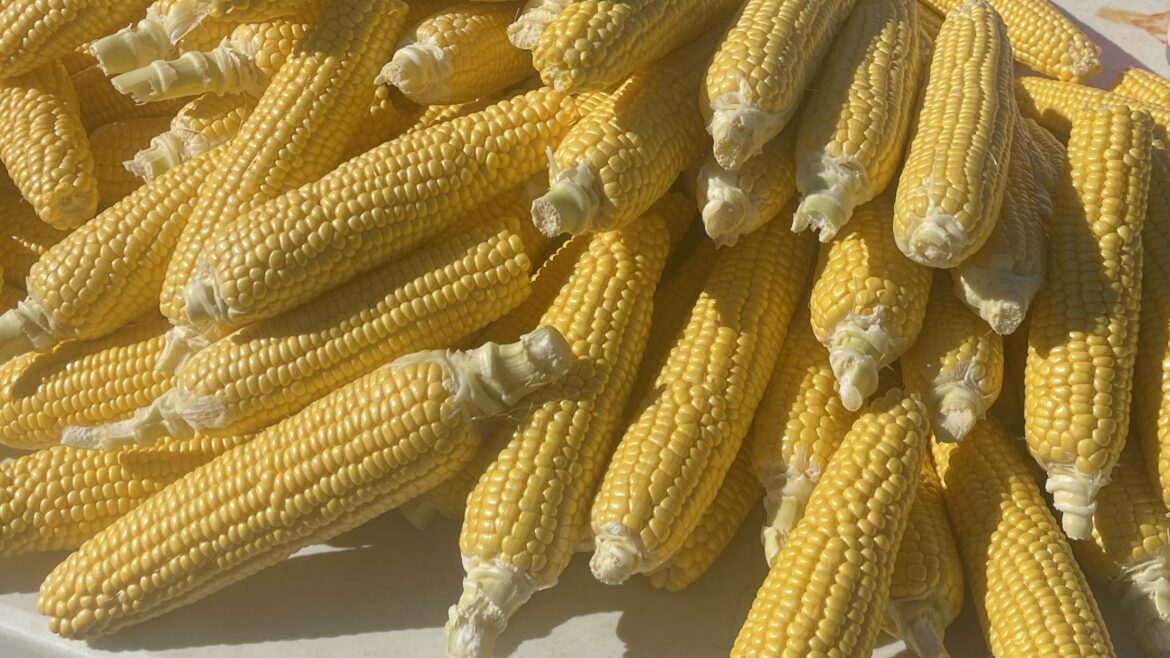 Freezer Corn